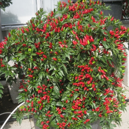 Picture of Capsicum Pepper Fiery Flames